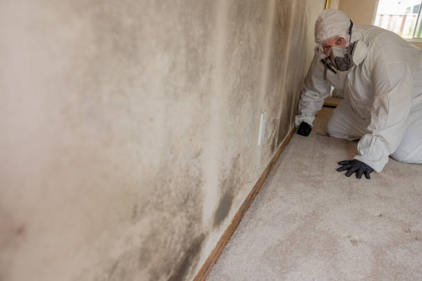 Best Residential Mold Inspection & Testing  in USA